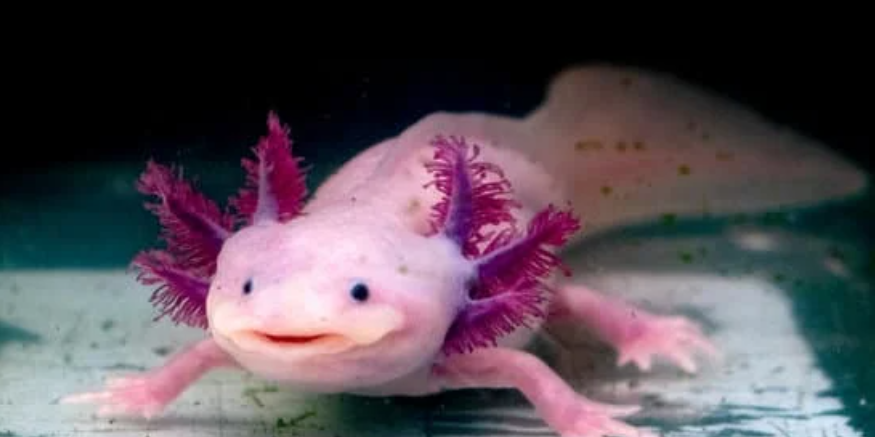 Axolotl World: From Real-Life Smiles to Adorable Plush Toys