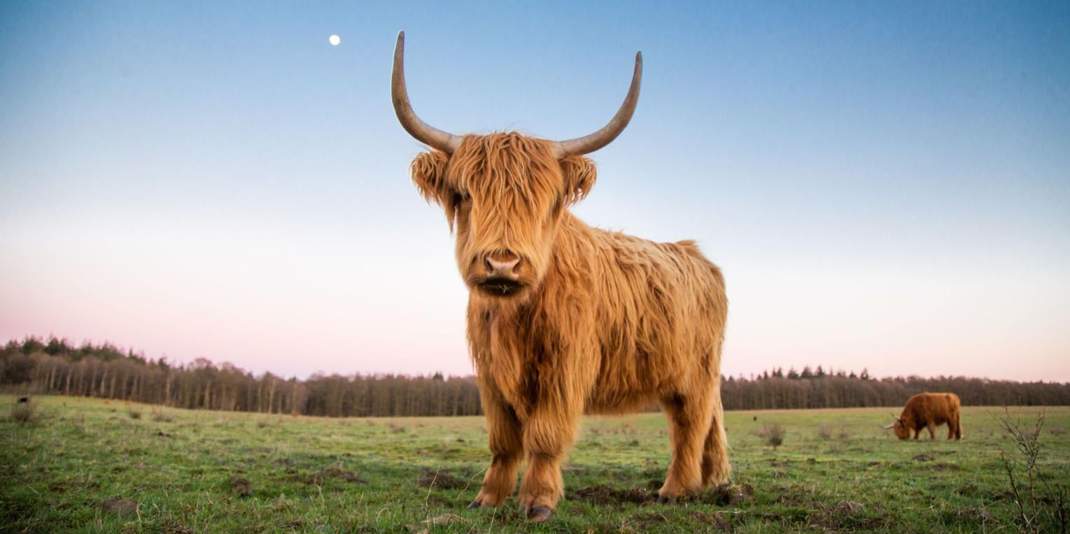 Why Highland Cow Plushies Are So Popular: The Cozy Trend Everyone Loves in 2026