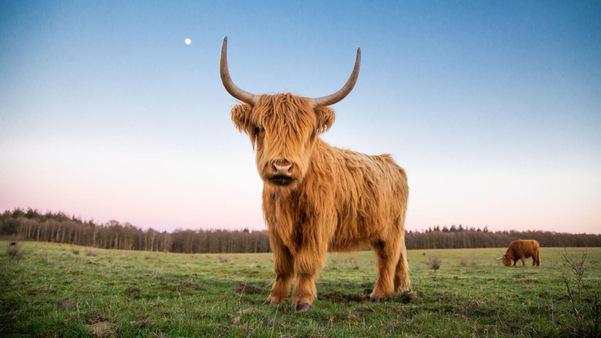 Why Highland Cow Plushies Are So Popular: The Cozy Trend Everyone Loves in 2026