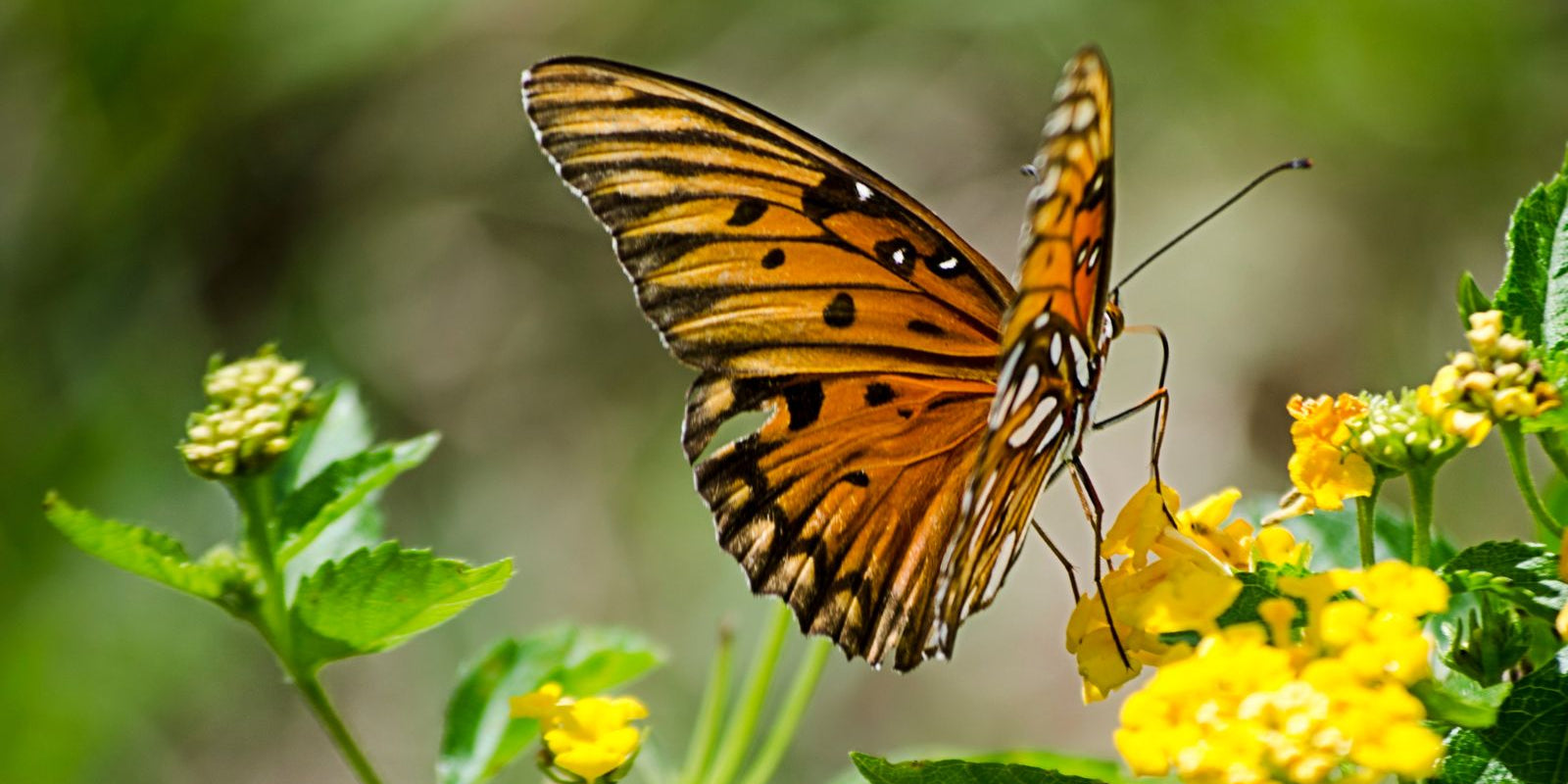 Wildly Fun Animal Facts: A Journey Through the Animal Kingdom