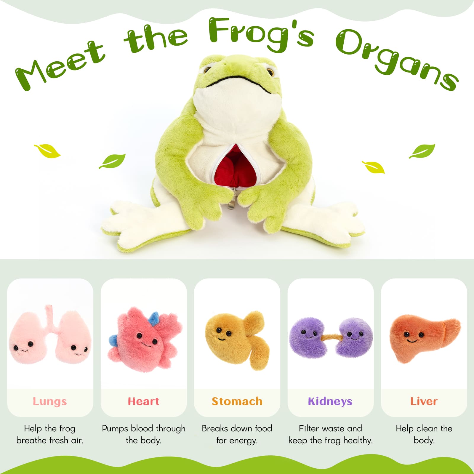 15.7 Inch Frog Anatomy Plush Toy with Removable Organs